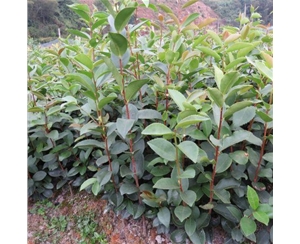 油茶苗